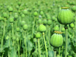 Opium poppy with field out of focus in background.