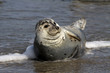 Kegelrobbe auf Helgoland