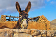 donkey