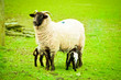 Ewe and lambs