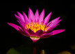 Photo: close up pink lotus flower blooming close up pink lotus flower blooming