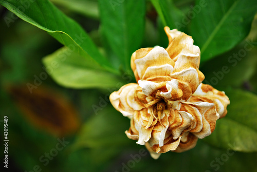 Foto: Wilted White Flower Wilted White Flower