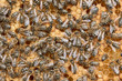 Photo: Honeycomb and bees Honeycomb and bees