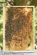 Photo: Honeycomb and bees Honeycomb and bees