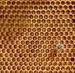 Photo: Honeycomb and bees Honeycomb and bees