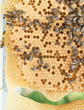 Photo: Honeycomb and bees Honeycomb and bees
