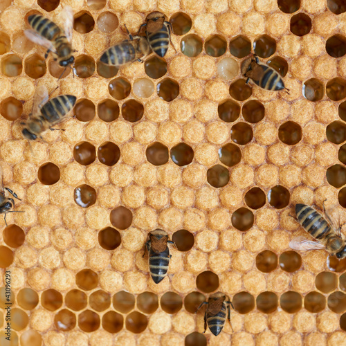 Photo: Honeycomb and bees Honeycomb and bees