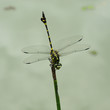 Close up of a dragonfly