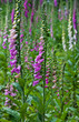 Common Foxgloves