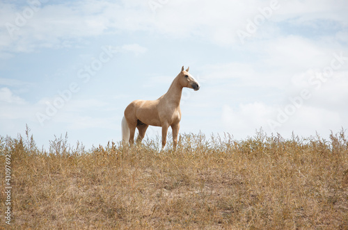 Foto: Horse Horse
