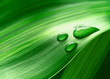 Plantleaf