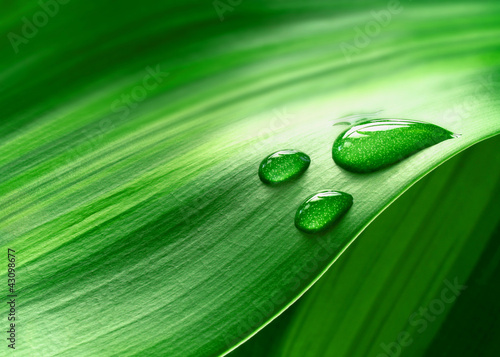 Photo: Plantleaf Plantleaf