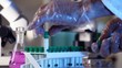 Video: Eppendorf tubes used in a laboratory to store tissue samples Eppendorf tubes used in a laboratory to store tissue samples