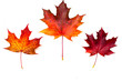 Photo: autumn maple leaves autumn maple leaves