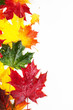 Photo: autumn maple leaves autumn maple leaves