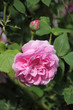 Photo: Rose Louise Ordier Rose Louise Ordier