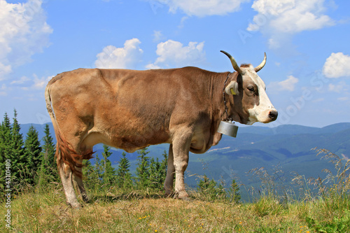 Foto: Cow on a summer mountain pasture Cow on a summer mountain pasture