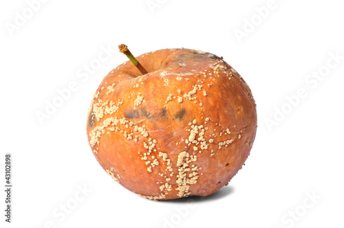 Photo: Rotten Apple Rotten Apple