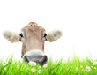 Cow head in meadow