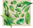 Vector: Set of leaf Set of leaf