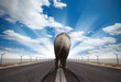 Foto: Elephant on asphalt road Elephant on asphalt road