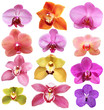 Photo: Set of pink orchid isolated on white Set of pink orchid isolated on white