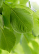 Photo: Close up of green leaves Close up of green leaves
