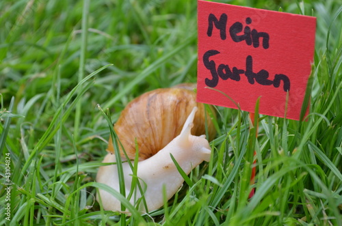 Foto: Achatina Fulia Achatina Fulia