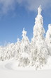 Frozen tree