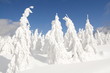 Frozen trees