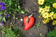 Foto: Achatina Fulia Achatina Fulia