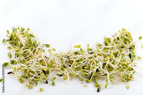 Photo: Fresh alfalfa sprouts isolated on white background Fresh alfalfa sprouts isolated on white background