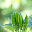 Chili Picante a Mazetti