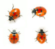 red ladybug