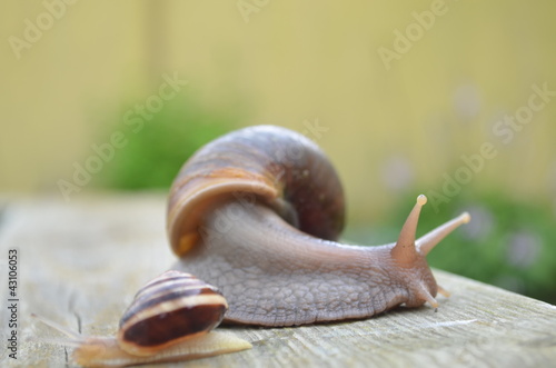 Foto: Fulica Fulica