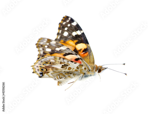 Photo: butterfly on white butterfly on white