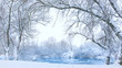 Photo: trees on the bank of the river in snowfall trees on the bank of the river in snowfall
