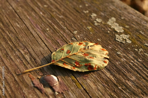 Photo: Sick leaf Sick leaf