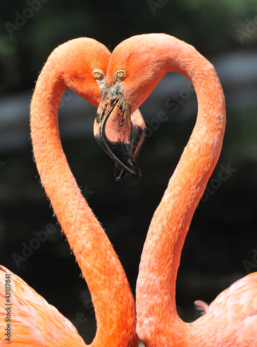 Photo: Flamingos Flamingos