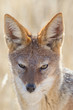 Foto: Black-backed jackal in Etosha National Park, Namibia Black-backed jackal in Etosha National Park, Namibia