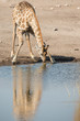 Foto: Drinking giraffe in Etosha National Park, Namibia Drinking giraffe in Etosha National Park, Namibia