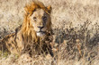 Foto: Male Lion in Etosha National Park, Namibia Male Lion in Etosha National Park, Namibia