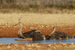 Foto: Drinking Ostrich in Etosha National Park, Namibia Drinking Ostrich in Etosha National Park, Namibia