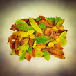 autumn fall