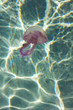 Foto: Jellyfish (Pelagia Noctiluca) in Mediterranean Sea Jellyfish (Pelagia Noctiluca) in Mediterranean Sea