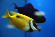 Poissons tropicaux