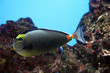 Poissons tropicaux