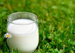 herbe,verre de lait