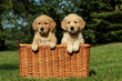 Golden retriever puppies