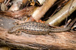 Foto: sunbathing lizard from above, wood logs sunbathing lizard from above, wood logs